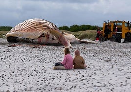 Dinamarca hará la necropsia de la ballena 'Timmy' en pleno debate sobre los rescates marinos