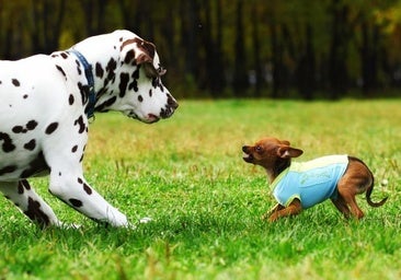 Hay más mascotas en España que habitantes menores de 30 años