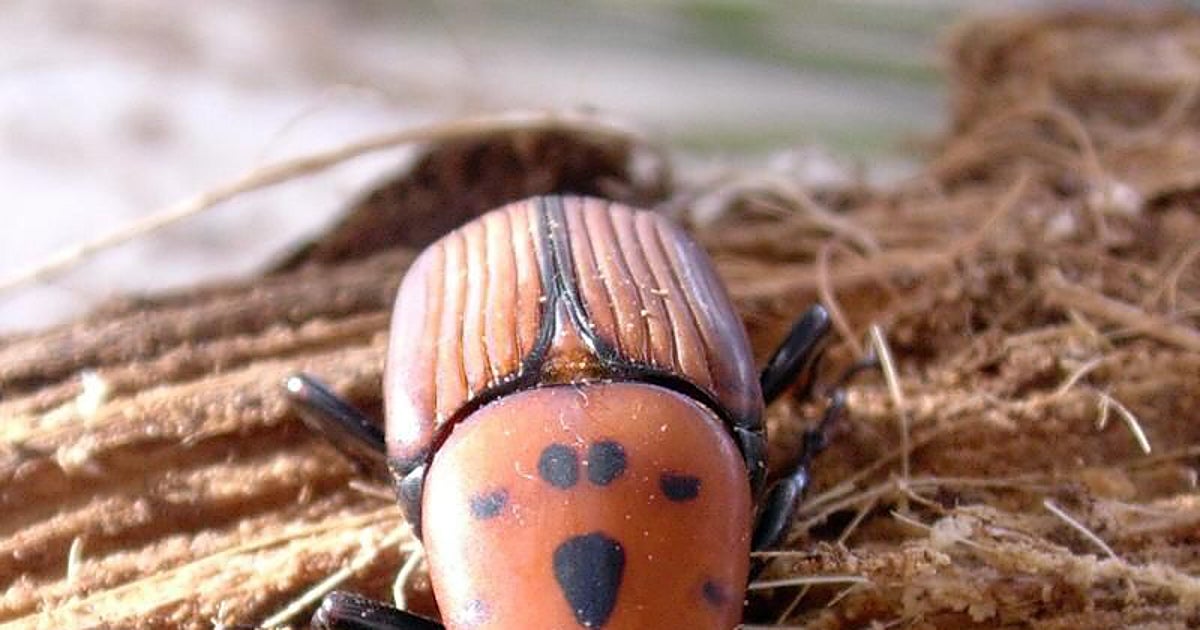 El escarabajo  devorador de palmeras  completa su expansión por España tras infestar el norte