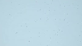 Cien mil poemas caen del cielo en Barcelona para reivindicar la cultura ante los bombardeos