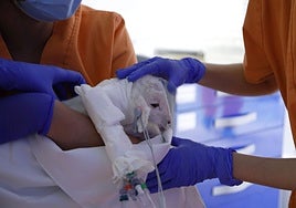 El milagro de 'Gaia': una oveja prematura extrema gestada en una placenta artificial sobrevive sin secuelas tras nacer