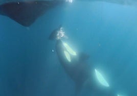La orca Gladis blanca sorprende al 'regalar' una cabeza de atún a un barco