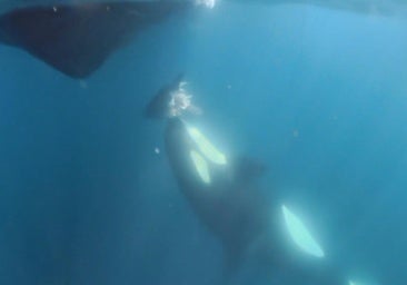 La orca Gladis blanca sorprende al 'regalar' una cabeza de atún a un barco
