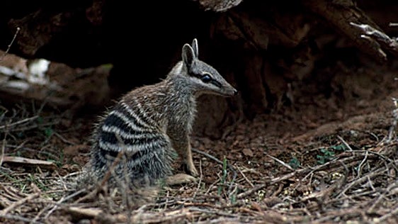 Los gatos están masacrando la biodiversidad de Australia: han extinguido decenas de especies