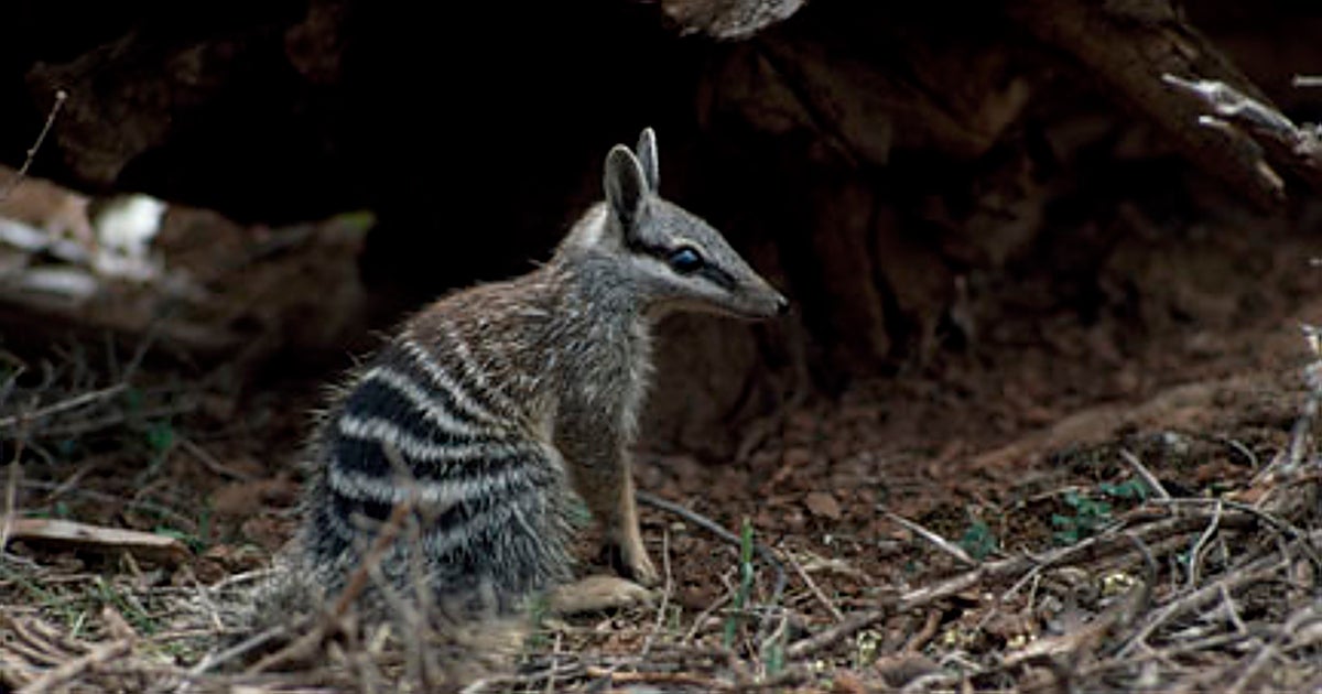 La fauna australiana al borde del colapso: gatos y zorros desatan una crisis de extinción sin precedentes