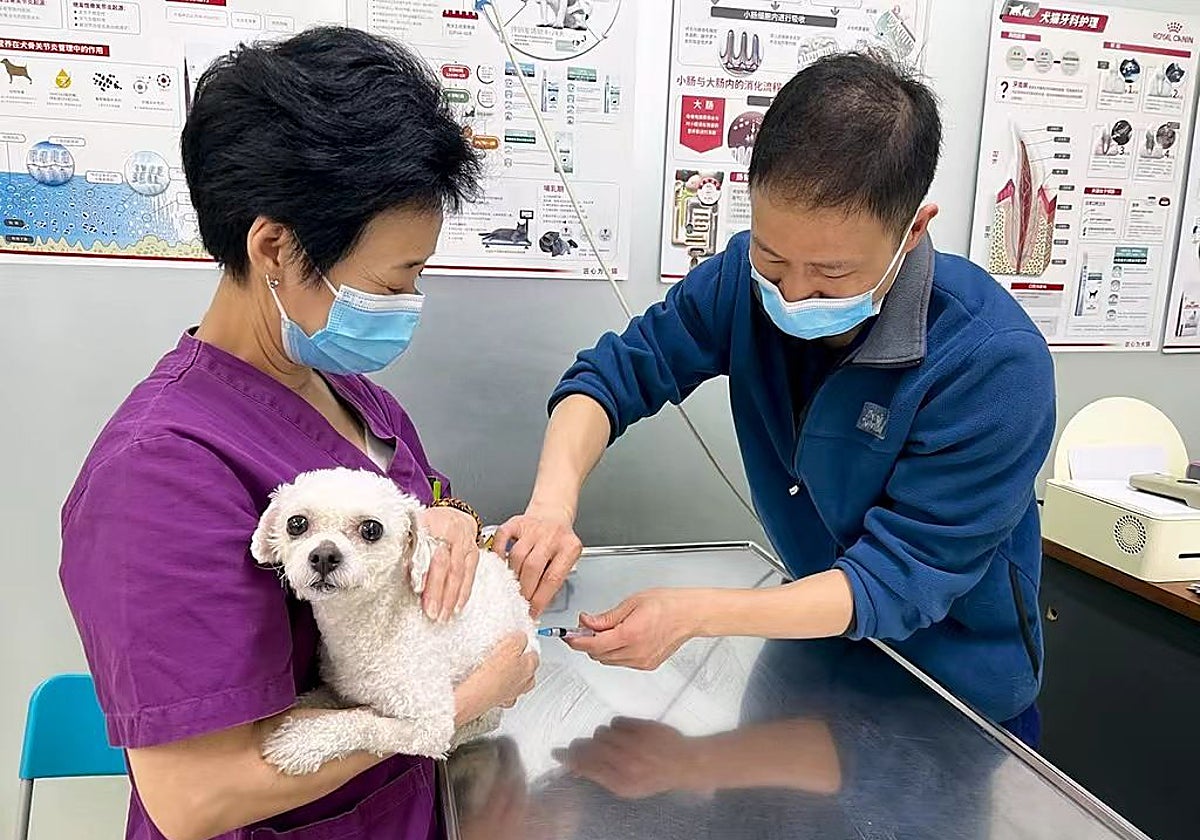 China no protesta por los derechos humanos, pero sí por los animales