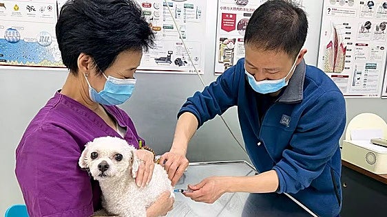 China no protesta por los derechos humanos, pero sí por los de los animales