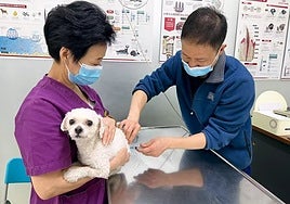 China no protesta por los derechos humanos, pero sí por los de los animales