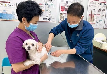 China no protesta por los derechos humanos, pero sí por los animales