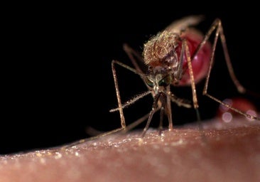 Un verano sin mosquitos por el calor, pero con un aviso: «Volverán cuando las temperaturas se normalicen»