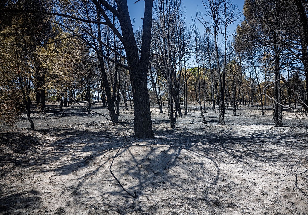 El monte es como un puente, colapsa por falta de mantenimiento