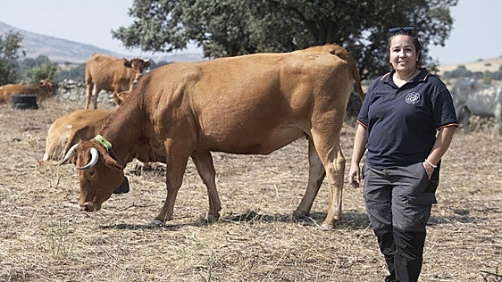 Las vacas 'bomberas' que se gestionan con el móvil para prevenir incendios