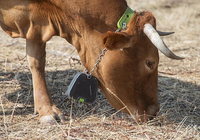 El collar GPS de Nofence que geolocaliza a las vacas y también les sirve de vallado virtual.