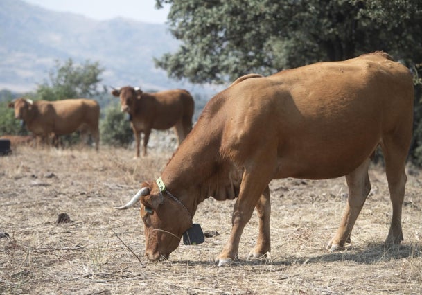 Las vacas 'bomberas' que se gestionan con el móvil para prevenir incendios