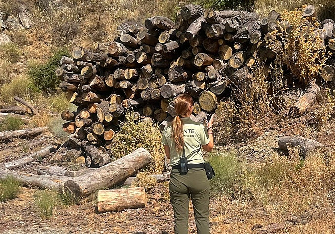 Ingrid Guerrero, revisando restos de tratamientos selvícolas.