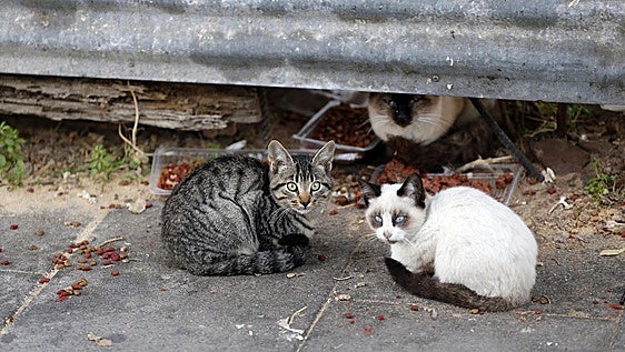 Denunciado un vecino de Valdepeñas que confesó haber matado a 40 gatos