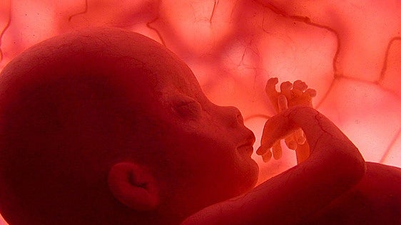 El calor extremo amenaza el embarazo: la sequía eleva el riesgo de parto prematuro y puede frenar el crecimiento fetal