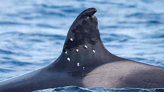 ¿Quién disparó a la orca Toñi? El Gobierno pide a la Guardia Civil localizar a los autores
