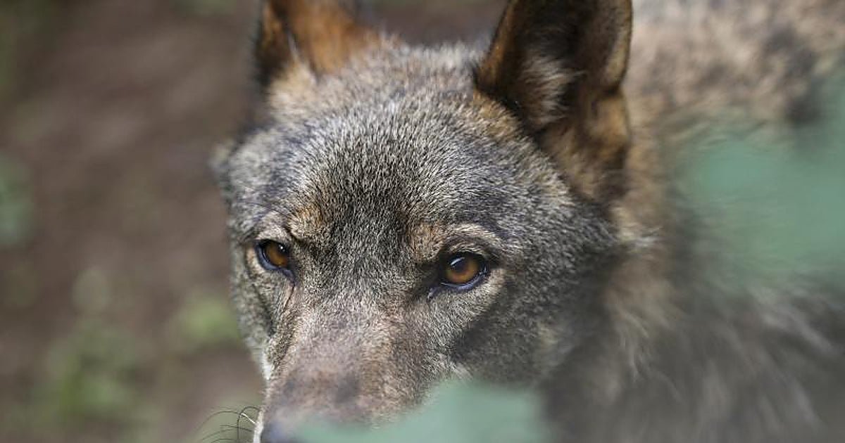 La caza del lobo se atasca en mitad de una maraña legal