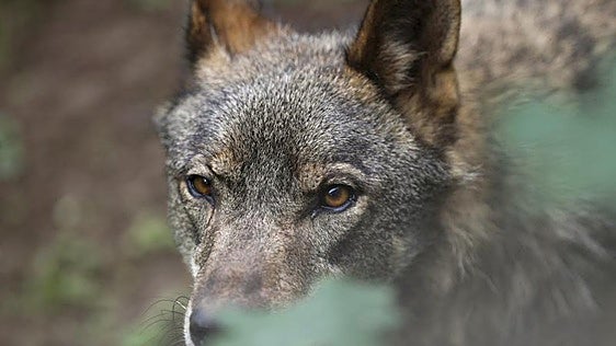La caza del lobo se atasca en mitad de una maraña legal