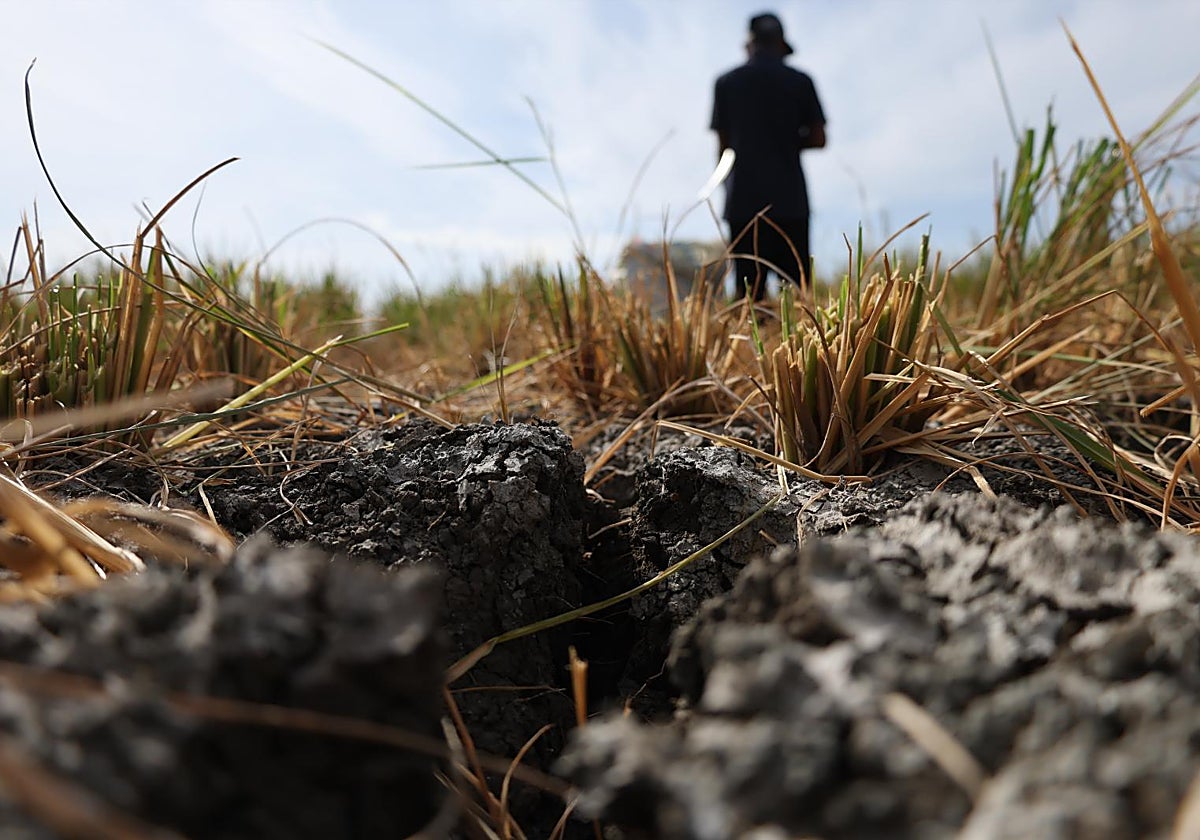 Grietas en los arrozales debido a la prolongada sequía en Indonesia, bajo la influencia de El Niño