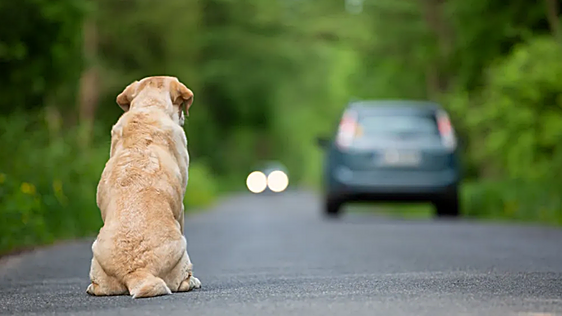 Cada dos minutos llega un perro o un gato a una protectora en España: más de 285.000 en un año