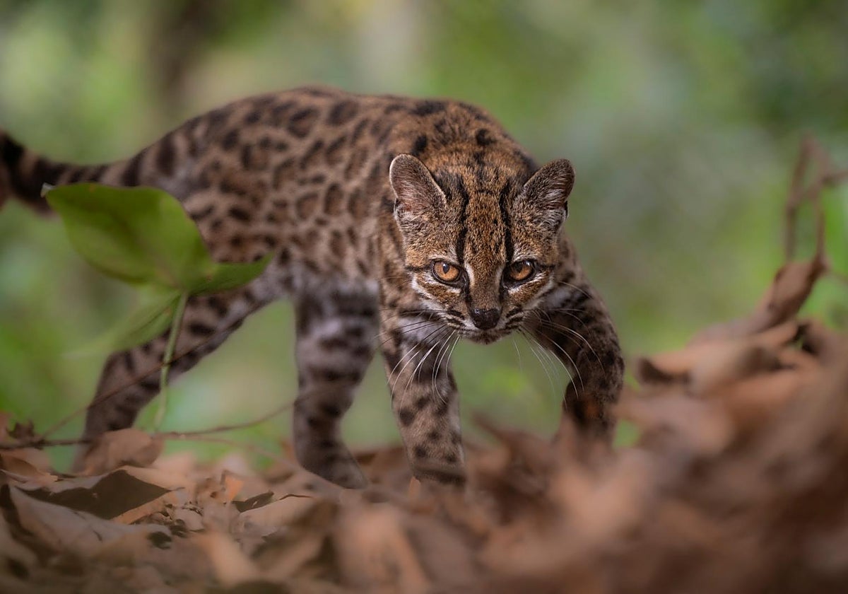 Descubren una nueva especie de felino salvaje: el tilcayo