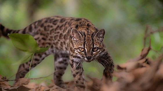 Descubren una nueva especie de felino salvaje: el tilcayo