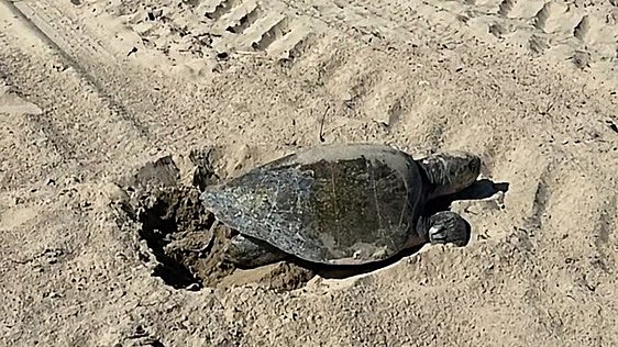 Descubren tortugas de aguas tropicales poniendo huevos en la costa oeste de EE.UU.