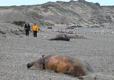 Una bacteria en la piel: la principal sospecha tras la inusual muerte de cientos de ballenas en la Patagonia argentina