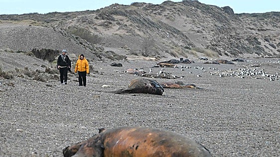 Una bacteria en la piel: la principal sospecha tras la inusual muerte de cientos de ballenas en la Patagonia argentina