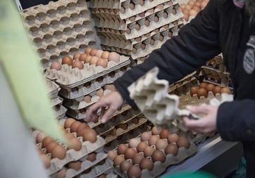 El misterio de los huevos causantes de un brote de salmonela que afecta a al menos 13 personas