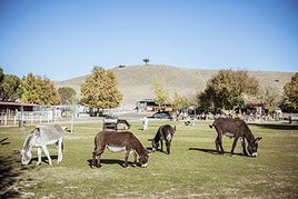 El milagro de Burrolandia en el incendio de Tres Cantos: «Todos los burros se han salvado»