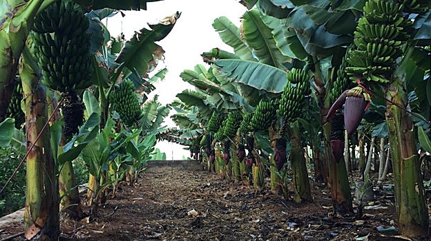 La Calabacera, en Tenerife