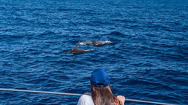 En las aguas de Tenerife se ven muchos delfines y, ocasionalmente, ballenas
