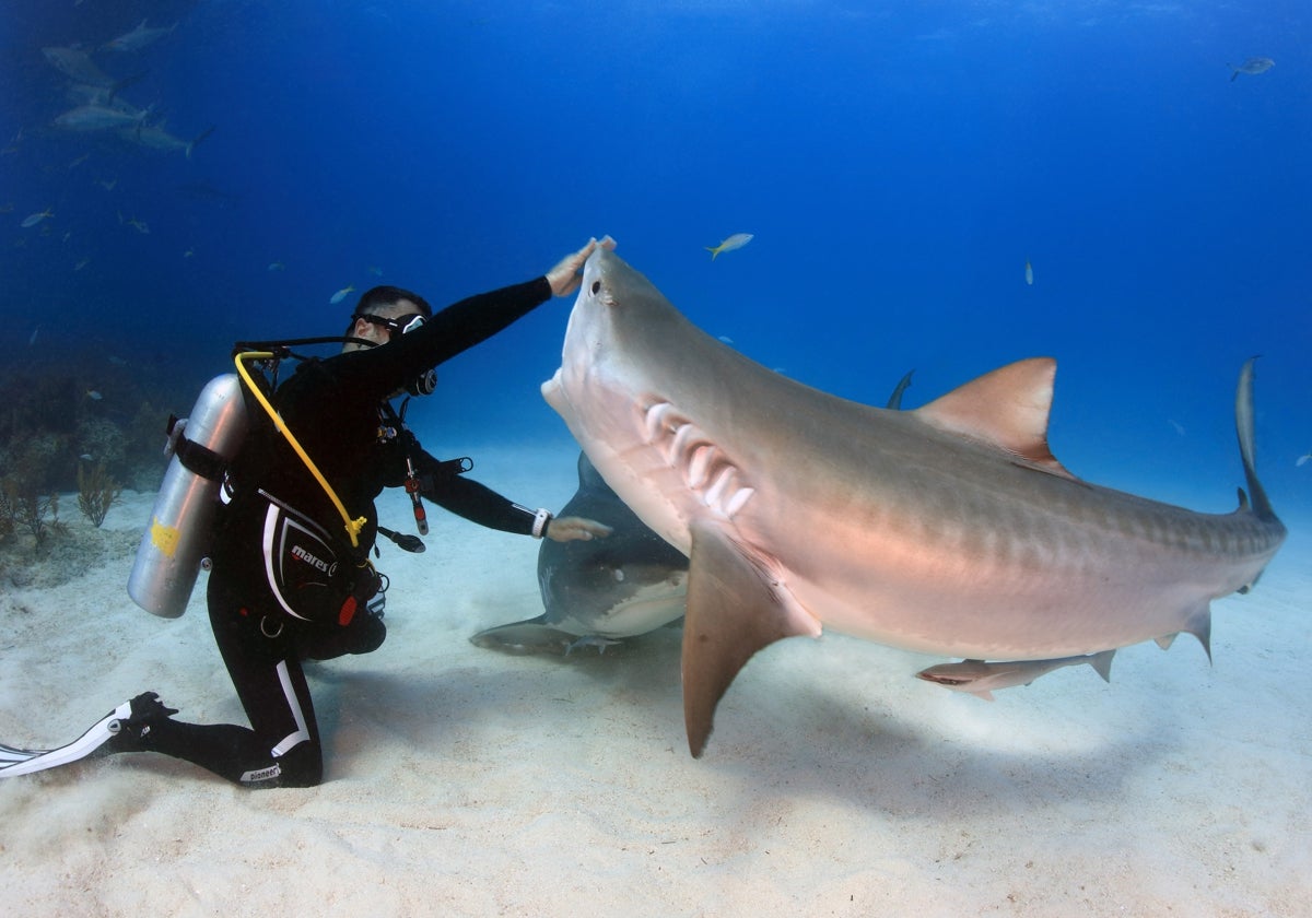 Así son los viajes de lujo que permiten bucear con tiburones