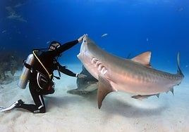 Turismo subacuático y experiencias de hasta 100.000 euros, la nueva tendencia en viajes de lujo