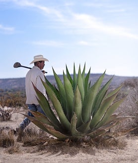 Imagen secundaria 2 - Las botellas guardan la artesanía y toda la esencia del pueblo mexicano que las realiza