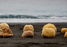 La esponja de Kálimnos: de las profundidades del Egeo a los tocadores de lujo