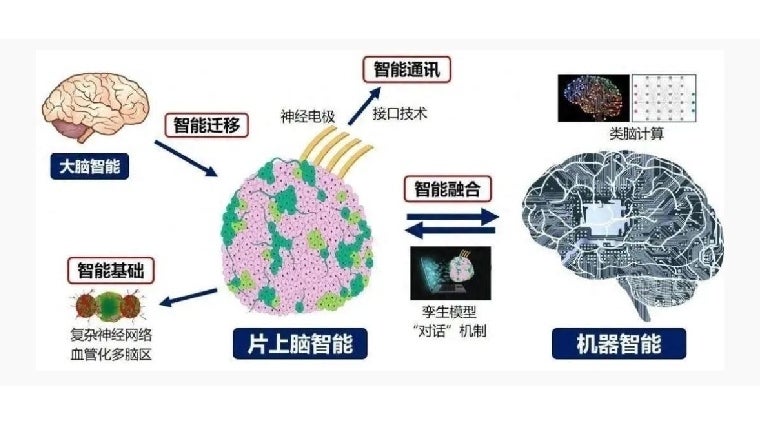 Principales componentes de la tecnología cerebro-en chip