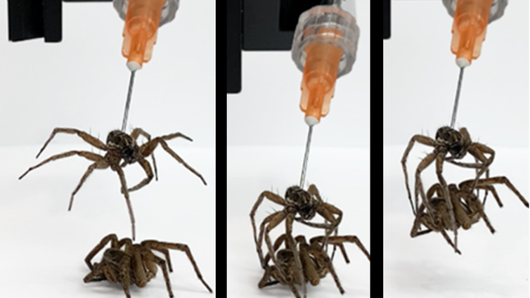 Las aplicaciones crecientes de los 'necrobotics', convertir cadáveres de arañas muertas en robots biohíbridos
