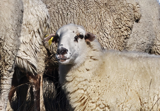 Imagen capturada con 40 aumentos