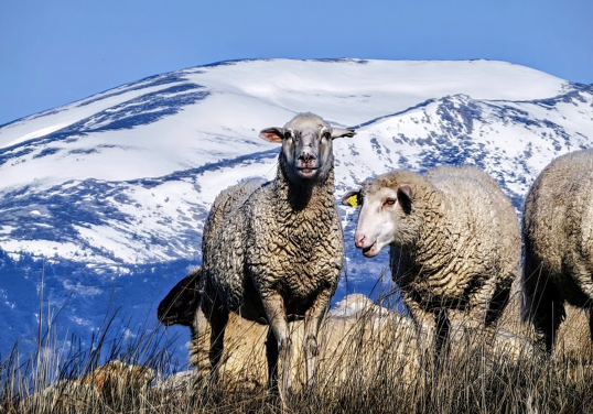 Imagen con la cámara principal