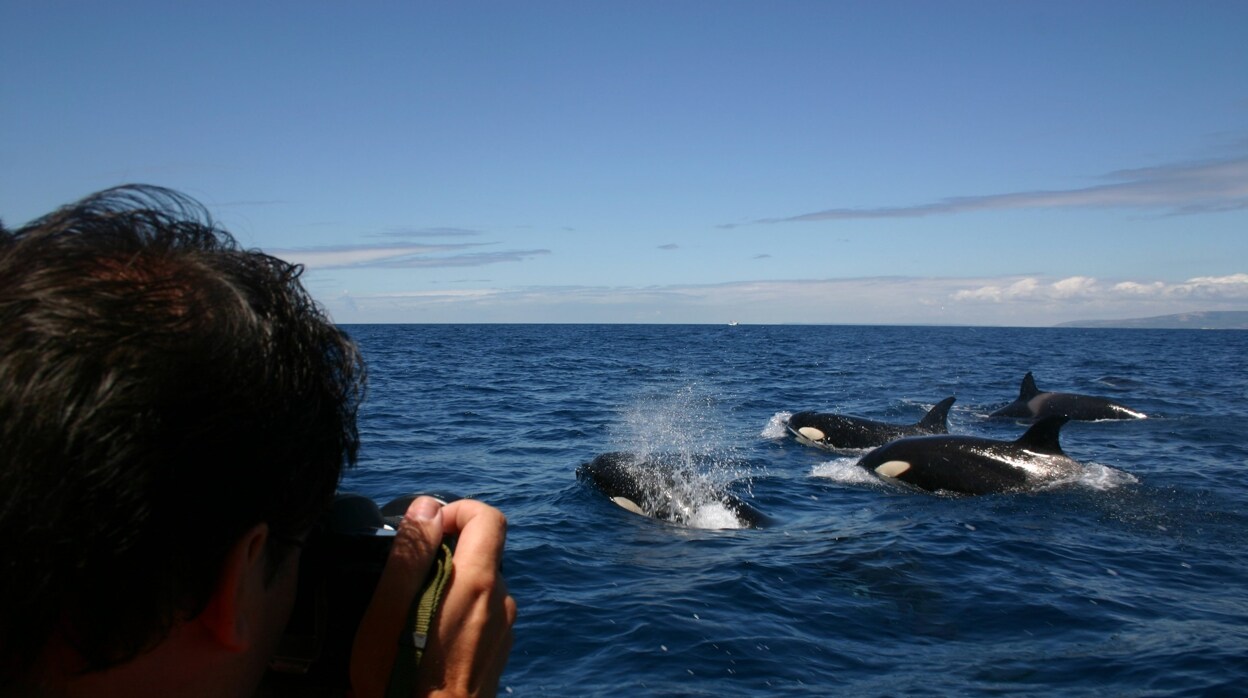 Avistamiento de cetáceos en el Estrecho de Gibraltar, una experiencia única