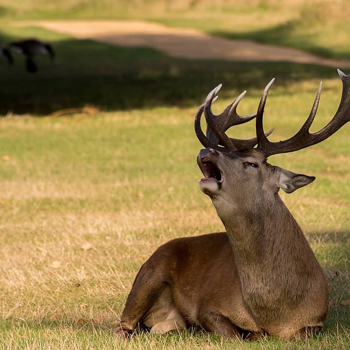 La berrea en la Sierra de Cazorla: un espectáculo natural único al alcance de todos