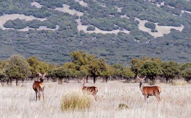 La berrea del ciervo, al comienzo del otoño, inunda el parque