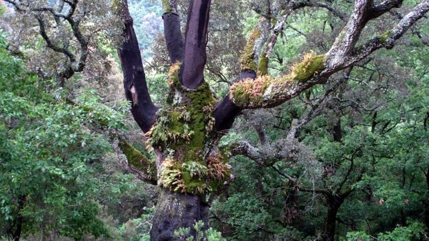 Los alcornoques forman un tupido bosque en toda la zona de La Sauceda