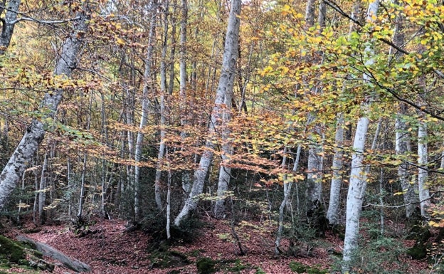 Otoño en el Pirineo. Foto tomada por Eduardo Martínez de Pisón estos días. Como anunciaba en el texto, allí ha vuelto para apreciar el esplendor ocre de sus bosques