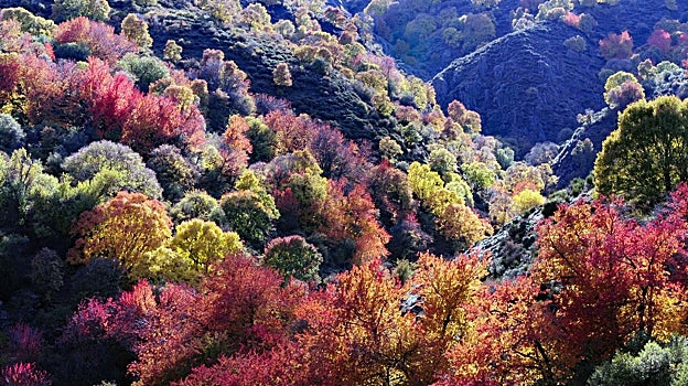 Bosque Encantado, Lugros