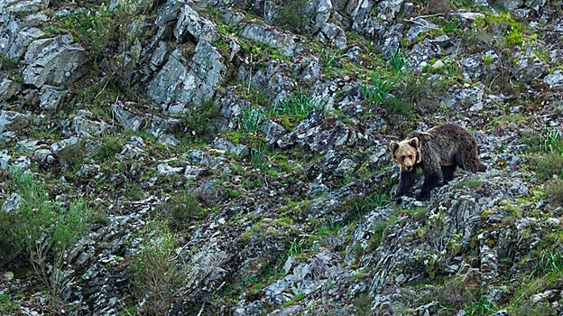 Un oso en el parque natural de las Fuentes de Narcea, Degaña e Ibias